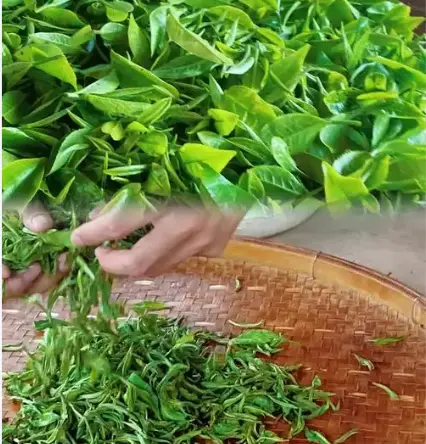新上海人半夜吹江风，为啥都爱扎进这个都市情感树洞