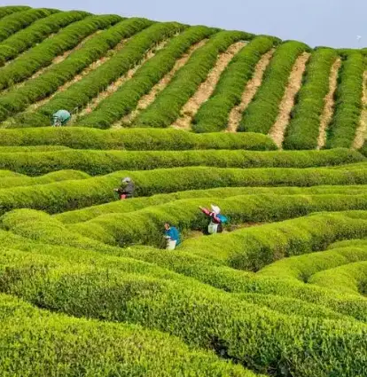 上海同城活动资讯新潮流：品茶交友何以成为本地热点风向标？🍵