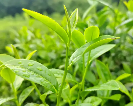 上海浦东美术馆-东方明珠打卡窗-临展推荐：这个神仙机位再不去就亏大了！