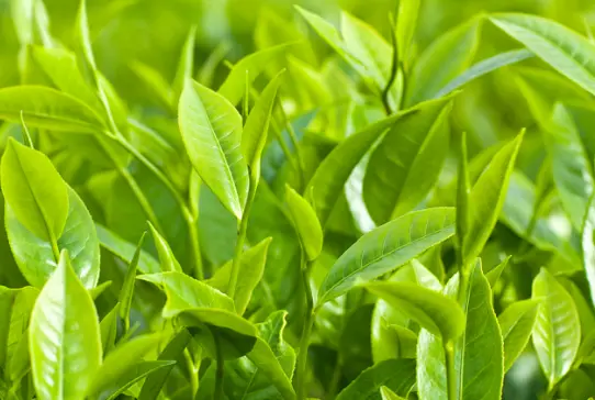 上海同城活动资讯新潮流：品茶交友何以成为本地热点风向标？🍵