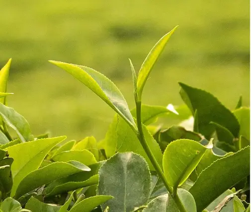 上海同城活动资讯新潮流：品茶交友何以成为本地热点风向标？🍵