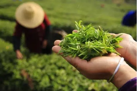 上海山余草舍-复兴西路茶室-园林喝茶：藏在梧桐深处的这处秘境，凭什么让全城茶客集体破防？🌿